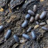 Armadillidium Vulgare Wild